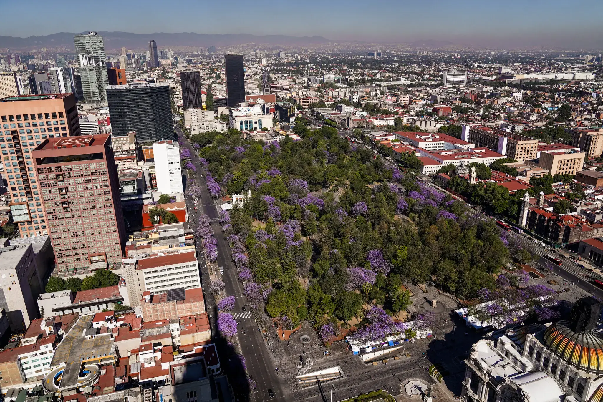 Jacaranda Bloom in Guadalajara